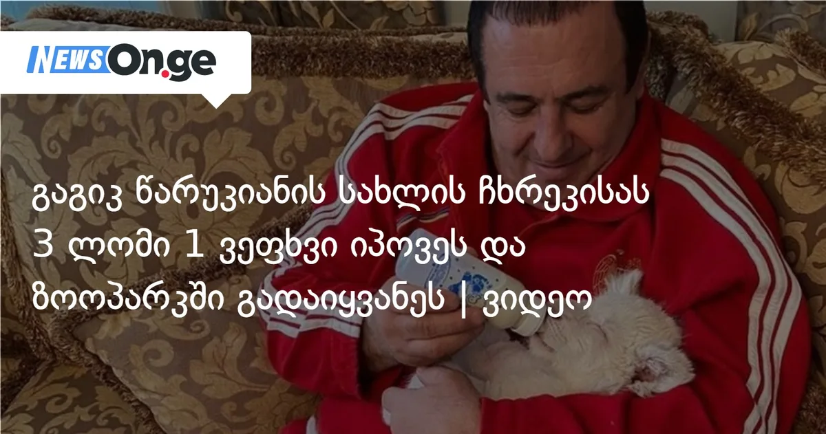 გაგიკ წარუკიანის სახლის ჩხრეკისას 3 ლომი 1 ვეფხვი იპოვეს და ზოოპარკში გადაიყვანეს